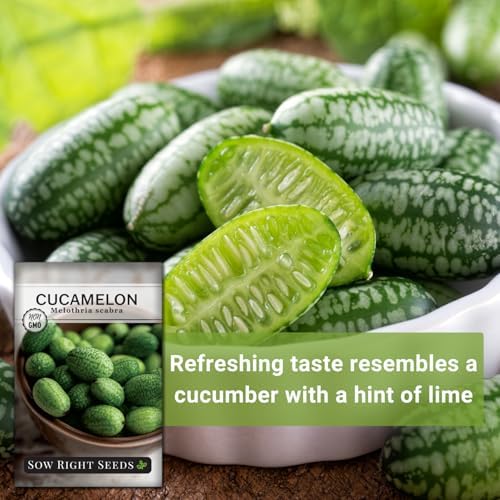 Sow Right Seeds - Cucamelon Seed for Planting Mexican Sour Gherkins 2pk - Image 5