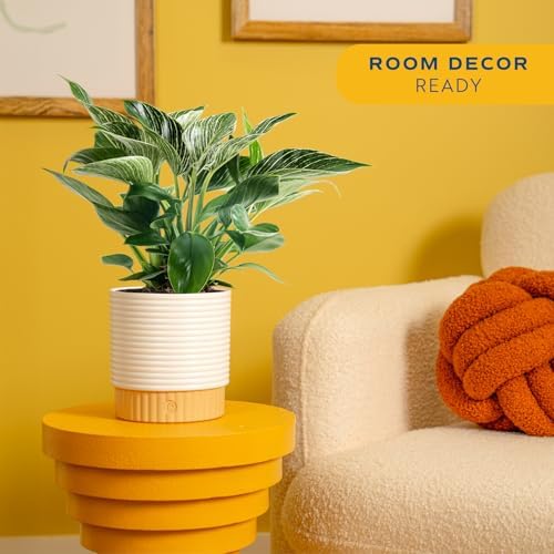 Costa Farms Philodendron, Live Indoor Plant, Tropical Houseplant - Image 2