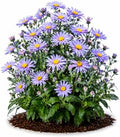 Votaniki Aster Bluebird #1 Size Bare Root Perennial Lavender Blue Flowering Plant for Garden Beds Borders Pollinator Friendly Late Season Bloom Full Sun Outdoor Planting (Pack of 5) by Votaniki