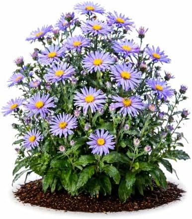 Votaniki Aster Bluebird #1 Size Bare Root Perennial Lavender Blue Flowering Plant for Garden Beds Borders Pollinator Friendly Late Season Bloom Full Sun Outdoor Planting (Pack of 5) by Votaniki