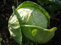 Cabbage Charleston Wakefield Garden Heirloom Vegetable Bulk 20,000 Seeds by Seed+Kingdom