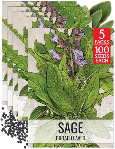 Seed Needs Broad Leaved Sage Seeds to Plant an Herb Garden - 5 Packs by SeedNeeds