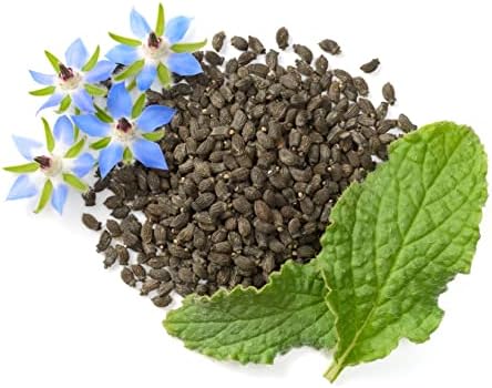 Borage Seeds - Starflower - Heirloom Non-GMO Herb Seeds for Planting an Herb Garden - 100 Seeds - Borago Officinalis - by RDR Seeds - Image 2