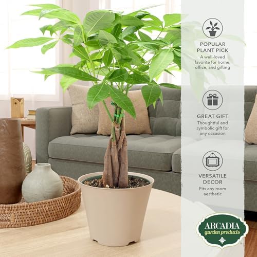 LV64 Live Braided 6-inch Money Tree Pachira Aquatica Indoor Houseplant in Arcadia Garden Product's Branded Plastic Pot, Tropical Plant Collector Gift for Home and Garden Decor, Tan - Image 5