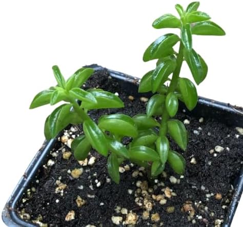 Succulent Taco Plant (Peperomia axillaris) in 2.5 inch Pot - Image 2