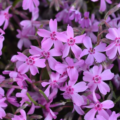 2 Pink Creeping Phlox Live Plants, Perennial Flower Plant, 4-7 Inch Tall - Image 3