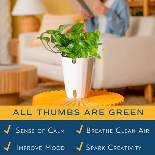 Costa Farms Global Green Golden Pothos, Live Indoor Plant, Trailing Vine - Image 5