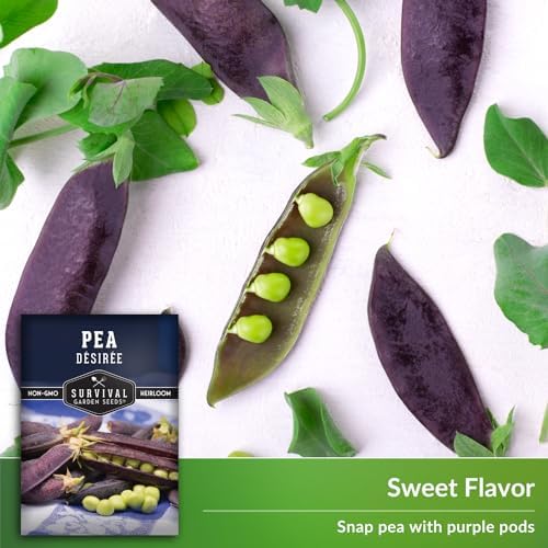 Desiree Purple Podded Pea Seeds for Planting - 2 Packs - Image 4