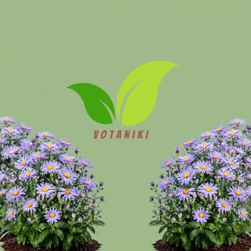 Votaniki Aster Bluebird #1 Size Bare Root Perennial Lavender Blue Flowering Plant for Garden Beds Borders Pollinator Friendly Late Season Bloom Full Sun Outdoor Planting (Pack of 5) - Image 7