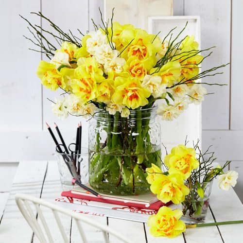Garden State Bulb Narcissus Tahiti Double Daffodil Flower Bulbs, 16/18cm (Bag of 50) - Image 6