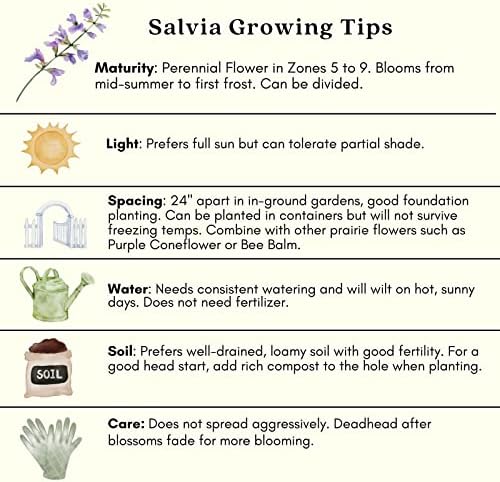 Clovers Garden Salvia (Meadow Sage) Plants – Two (2) Live Plants – Non-GMO - Not Seeds - Each 4" to 8" Tall – in 4" Inch Pots – Hardy Flowering Perennial, Pollinator Favorite - Image 7