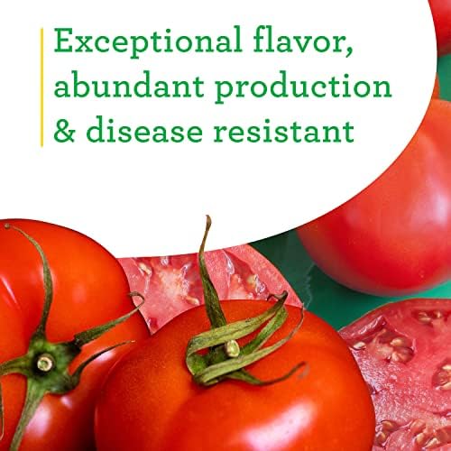 Bonnie Plants Bonnie Original Tomato Live Vegetable Plants - 4 Pack, Disease Resistant, 6 - 8 Oz. Fruit Size, Great for Slicing - Image 4