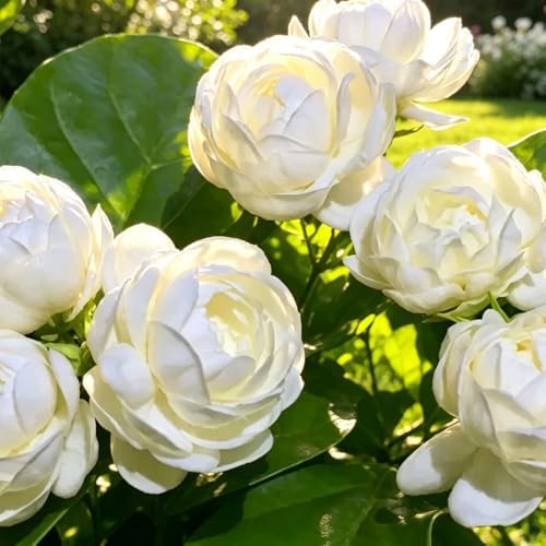 100 Pcs Climbing Jasmine Seeds for Planting-Fragrant Arabian Jasmine Plant Seeds to Plant Non-GMO Easy to Growing High Germination for Garden Balcony Trellis - Image 4