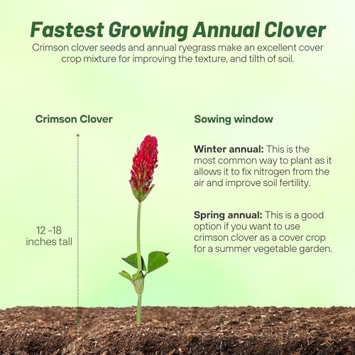 Outsidepride Crimson Clover Seeds - 10 lbs. Annual, Nitrocoated, & Inoculated Ground Cover Seeds, Ideal Clover Seed for Lawn, Cover Crop, Pasture, Hay, Green Manure & Wildlife Forage - Image 4