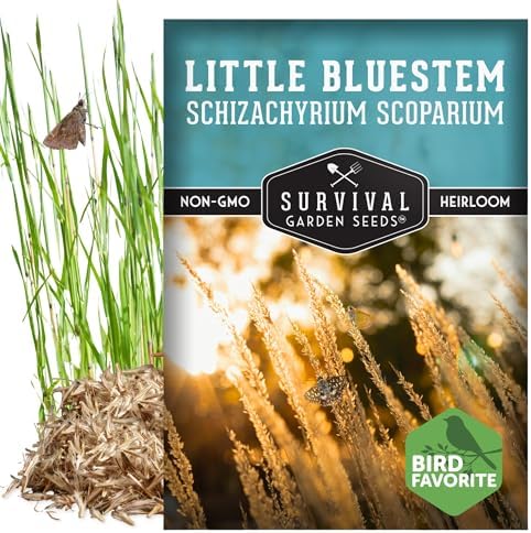 Little Bluestem Grass Seeds (3 Pack) – Survival Garden Seeds - Image 5