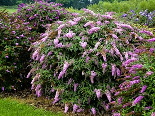 Greenwood Nursery: Live Shrub Plants - 'Pink Cascade' Butterfly Bush + Buddleja/Buddleia Davidii - [Qty: 3X Pint Pots] - (Click for Other Available Plants/Quantities) by GreenwoodNursery