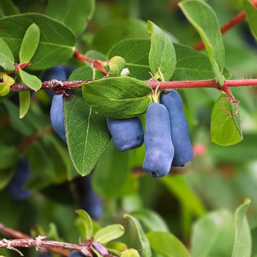 Live Honeyberry Plant, 4 to 6 Inch Tall Blue Honeyberry Starter Plants - Image 4