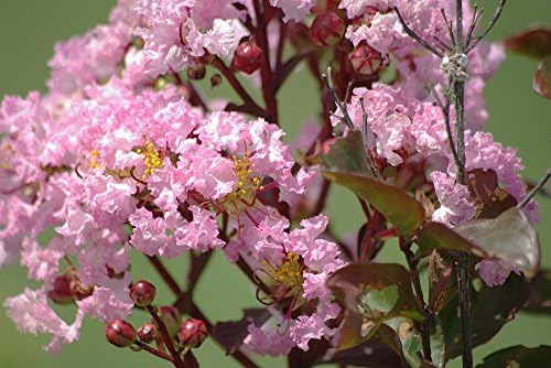 Rhapsody in Pink® Crape Myrtle - Light Pink Flowering Tree - Live Plant Shipped 1 Foot Tall by DAS Farms - Image 3