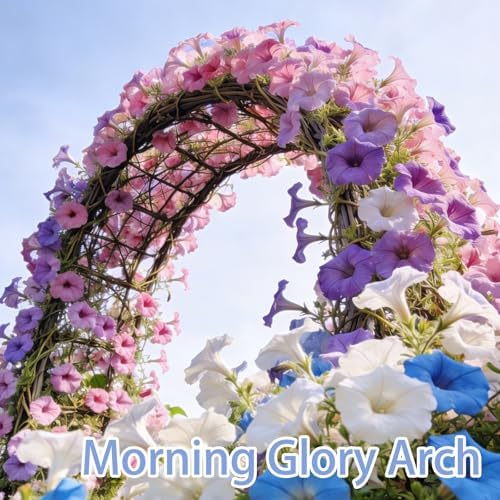 Morning Glory Seed for Planting Outdoor, Classic Trellis Climber, 300 Seeds - Image 3