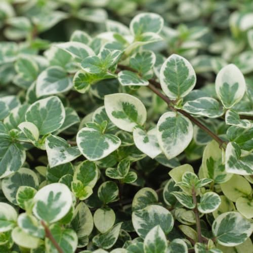 Variegated Asiatic Jasmine Minima | 40 Live Plants | Easy-Grow Ground Cover | Lush, Trailing Green and White Foliage | Perfect for Gardens and Landscape Borders | Hardy Evergreen Plant - Image 3