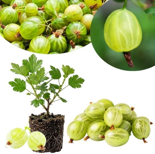 Sweet Gooseberry Plant Live, Gooseberry Bush, 4-6 Inch Tall by Unknown