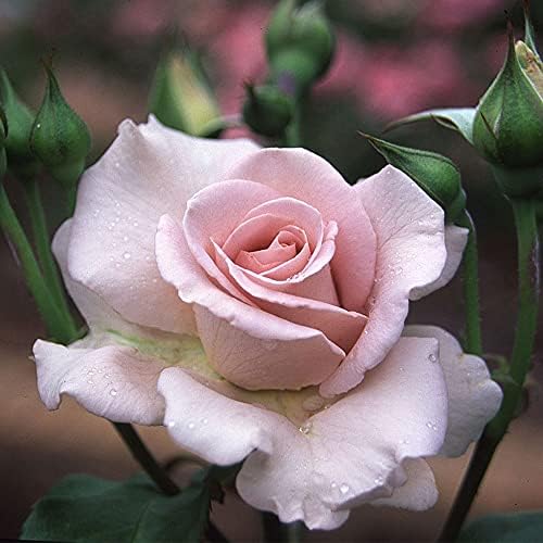 Heirloom Hybrid Tea Roses, Live Own Root Plant, Stainless Steel™ by HeirloomRoses