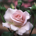 Heirloom Hybrid Tea Roses, Live Own Root Plant, Stainless Steel™ by HeirloomRoses
