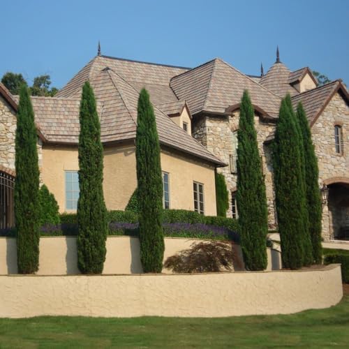 Brighter Blooms - Italian Cypress Tree, 4-5 ft. - Image 4