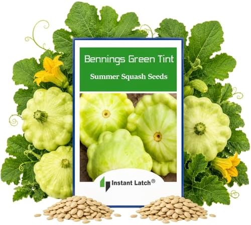 20 Bennings Green Tint Summer Squash Seeds | Non-GMO | Fresh Garden Seeds | Instant Latch by Instant+Latch