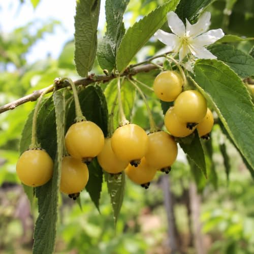 4 Yellow Jamaican Cherry Tree Strawberry Tree Starter Live Plant (4 Pack) - Image 2