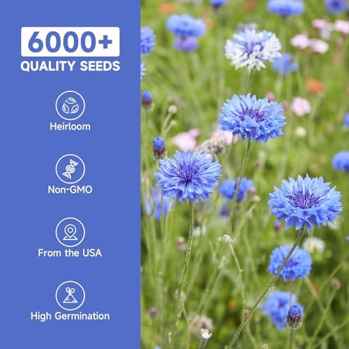 Groundio Bachelor Button Seeds Tall Blue 6000+ Seeds - Image 2