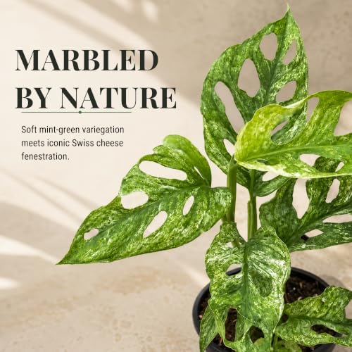 Monstera Mint Live Plant, Variegated Adansonii Swiss Cheese 4 Inch - Image 2