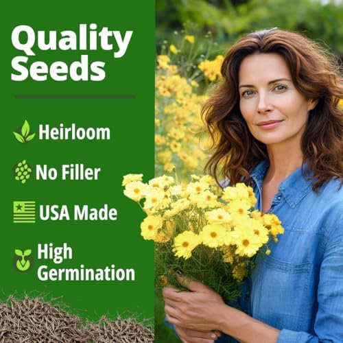 HOME GROWN Cosmos Seeds, Dwarf Lemon, 300 Seeds, Cosmos sulphureus - Image 4