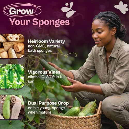 SVI 45 Luffa Sponge Gourd (Luffa Aegyptica) Seeds - Loofah, Natural Sponge, Non GMO Heirloom Seed Packets - Annual Vegetable Seeds for Outdoors, Home Garden, Vertical Growing Systems - Image 3