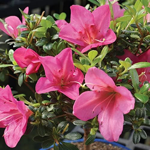 Brussel's Bonsai - Small Satsuki Azalea Live Bonsai Tree - Image 2