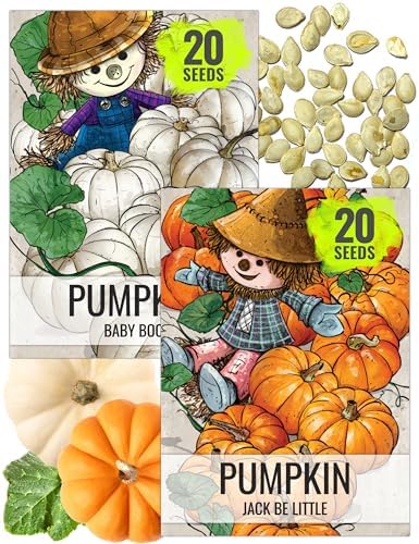 Seed Needs Pumpkin Seeds Variety Pack of 2 Non-GMO & Heirloom Mini Fruits by SeedNeeds