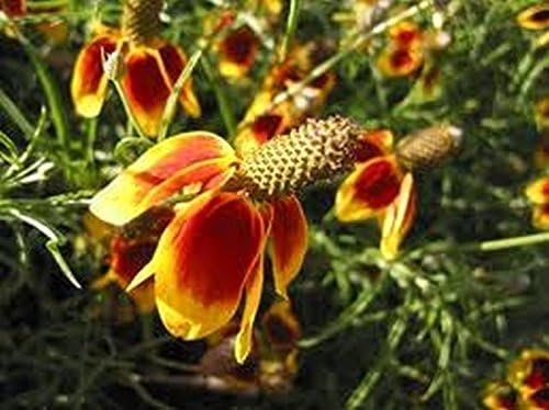 'Mexican Hat' - Bloom by the thousands! - Drought tolerant! Nature’s sombreros! (200 - Seeds) - Image 4