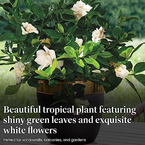 American Plant Exchange Gardenia Bush ‘Mini Veitchii’ – Live 6-Inch Indoor Flowering Plant, Fragrant Houseplant for Home or Office, for Mother's Day & Year-Round Décor - Image 3