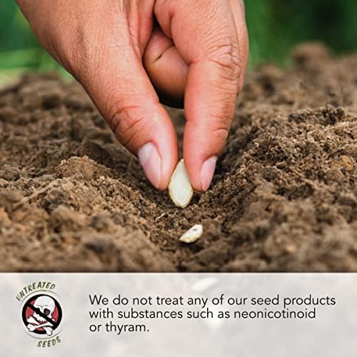 Seed Needs Vera Lavender Seeds to Plant an Herb Garden - 1 Pack - Image 6