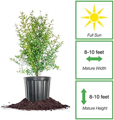 Perfect Plants Russian Pomegranate Tree, 3 Gallon, Live Plant - Image 2