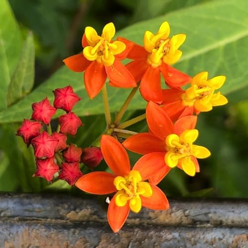 3 Red Milkweed Live Plants, Hardy Milkweed Shrub, 4-9 Inches - Image 6