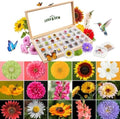 Lush&Dew Cut Flower Seed Bank, Gardening Gifts for Women, 32 Variety Seeds by LUSHDEW