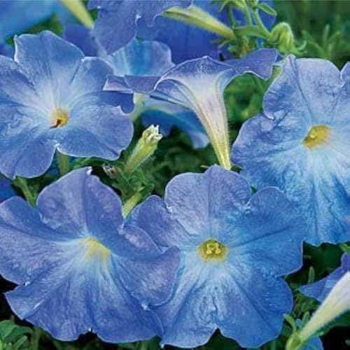 300+ Petunia Seeds for Planting-Wave Petunias Seeds-Mexican Petunia Seed Non-GMO Heirloom for Plant Garden Home - Image 5