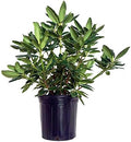 Rhododendron cat. 'Roseum Elegans' (Rhododendron) Evergreen, lavender pink flowers, #2 - Size Container by GreenPromiseFarms