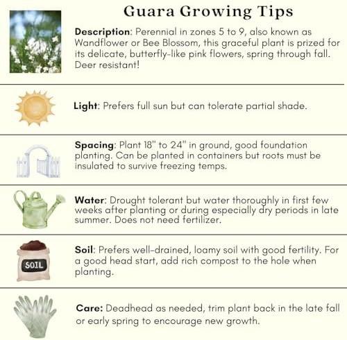 Clovers Garden Gaura Sparkle White Plants - Two (2) Live Plants - Non-GMO - Each 4" to 8" Tall - in 4" Inch Pots - Perennial, Pollinator Friendly, Continuous Blooms - Image 7