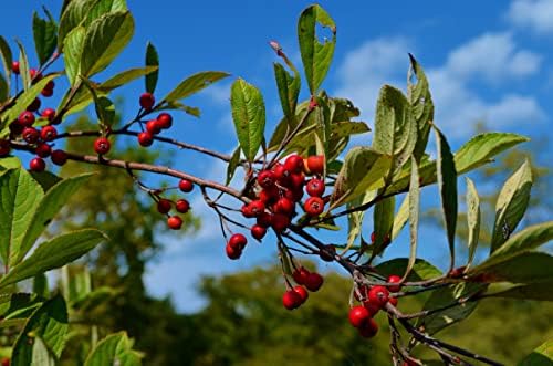 2 Red Aronia Chokeberry Live Plants, Berry Shrub Bush, 8-14 Inch Tall - Image 2