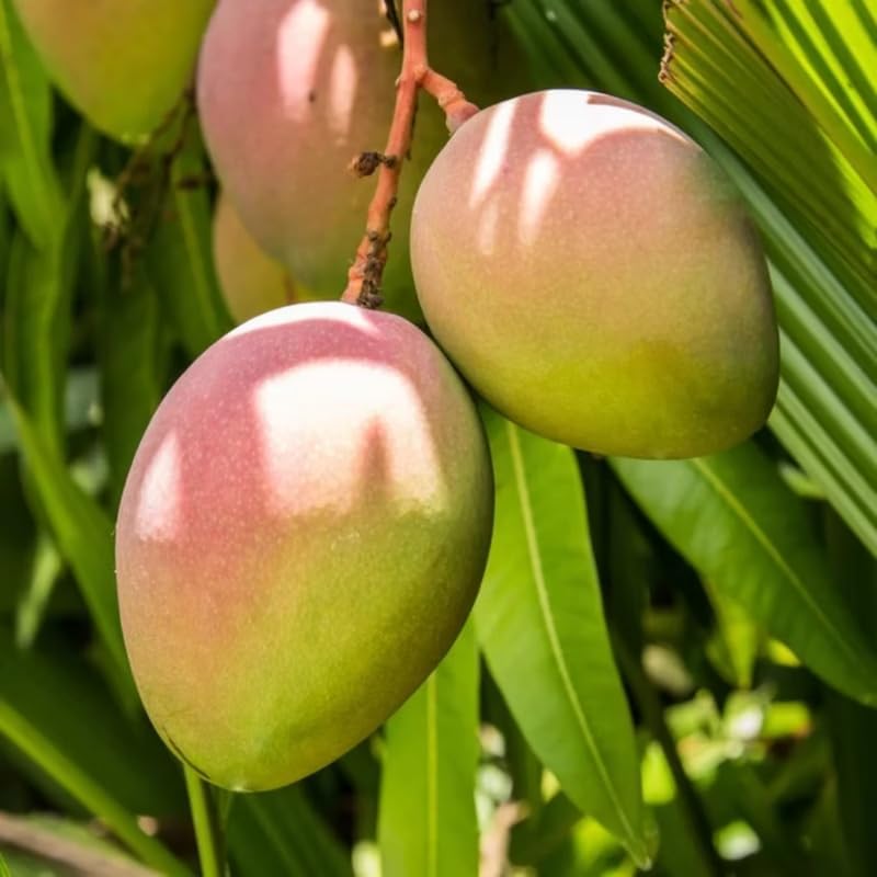 Yellow Mango Tree Live Plant, Tropical Fruit, 3 Gallon Pot - Image 6