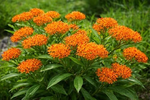 Orange Butterfly Weed - 6-12" Tall Live Plant - Gallon Pot - Image 7