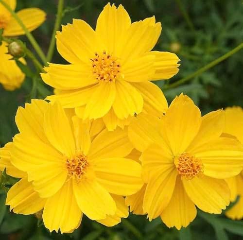 Gold Crest Cosmos - Long Blooming Season - 2 to 3 Feet Tall by MardeRossCompany