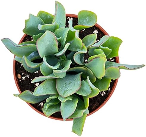 Sprout N Green Ripple Jade - Crassula Arborescens Undulatifolia, Rare Cute Succulent Plant Fully Rooted in 4" Pot - Image 2